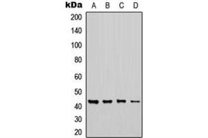 Image no. 1 for anti-Carbohydrate (N-Acetylglucosamine 6-O) Sulfotransferase 6 (CHST6) (C-Term) antibody (ABIN2704642)