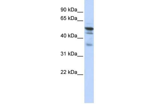 anti-N-Myristoyltransferase 1 (NMT1) (N-Term) antibody