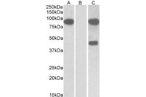 Image no. 1 for anti-Numb Homolog (Drosophila)-Like (NUMBL) (N-Term) antibody (ABIN5539874)