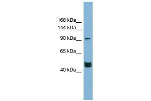 Image no. 1 for anti-Mastermind-Like 3 (MAML3) (Middle Region) antibody (ABIN928190)