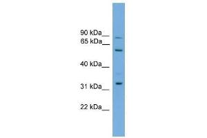 Image no. 1 for anti-phosphatidylserine Synthase 2 (PTDSS2) (Middle Region) antibody (ABIN928299)