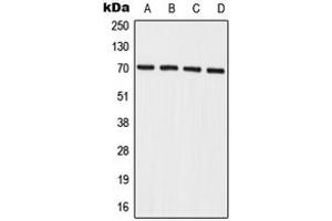 Image no. 1 for anti-Interleukin 27 Receptor, alpha (IL27RA) (Center) antibody (ABIN2706384)