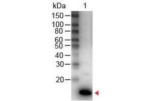 Image no. 1 for anti-Interleukin 9 (IL9) antibody (HRP) (ABIN964772)