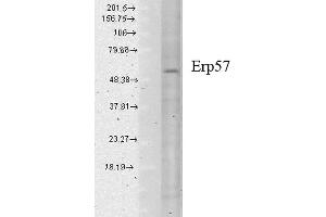 Image no. 2 for anti-Protein Disulfide Isomerase Family A, Member 3 (PDIA3) antibody (FITC) (ABIN2484407)