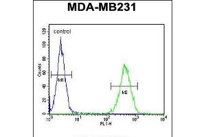 Image no. 2 for anti-Suppression of Tumorigenicity 7 (ST7) (AA 169-197) antibody (ABIN5532994)