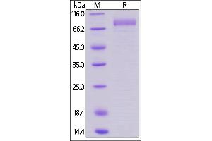 Image no. 2 for HERV-H LTR-Associating 2 (HHLA2) (AA 23-344) (Active) protein (Fc Tag,AVI tag,Biotin) (ABIN5955002)