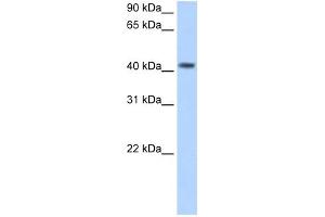 anti-Pregnancy Specific beta-1-Glycoprotein 5 (PSG5) (N-Term) antibody