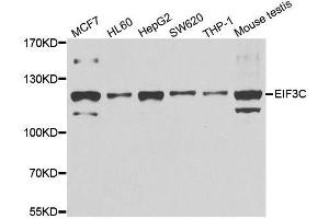 Image no. 1 for anti-Eukaryotic Translation Initiation Factor 3 Subunit C (EIF3C) antibody (ABIN6140055)