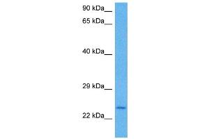 Image no. 5 for anti-Kruppel-Like Factor 9 (KLF9) (N-Term) antibody (ABIN2777263)