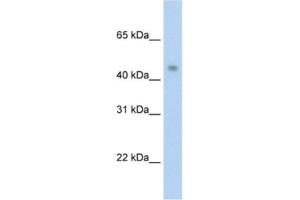 Image no. 1 for anti-Protein Arginine Methyltransferase 8 (PRMT8) antibody (ABIN2462041)
