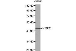 Image no. 1 for anti-Neurotensin Receptor 1 (High Affinity) (NTSR1) antibody (ABIN3017270)