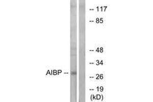 Image no. 1 for anti-Apolipoprotein A-I Binding Protein (APOA1BP) (AA 121-170) antibody (ABIN2890123)