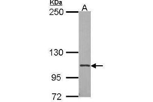 Integrin Alpha2b antibody  (Internal Region)