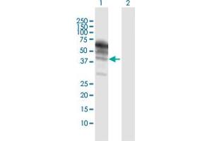 Image no. 3 for anti-Kininogen 1 (KNG1) (AA 1-427) antibody (ABIN517360)