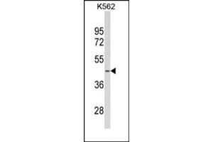 Image no. 2 for anti-serine Dehydratase (SDS) (AA 1-30), (N-Term) antibody (ABIN954698)
