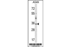 Image no. 1 for anti-E3 Ubiquitin-Protein Ligase UNKL (UNKL) (AA 1-30), (N-Term) antibody (ABIN1538817)