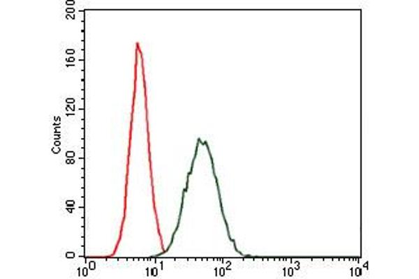 CEBPA antibody