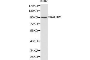 Image no. 1 for anti-RalA Binding Protein 1 (RALBP1) antibody (ABIN3021527)
