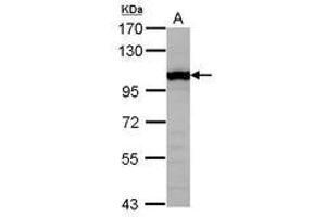 Image no. 2 for anti-General Transcription Factor IIIC, Polypeptide 4 (GTF3C4) (AA 73-334) antibody (ABIN1498564)