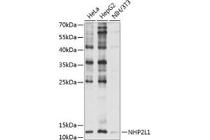 NHP2L1 antibody  (AA 1-128)