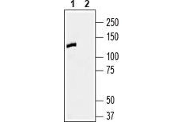 anti-Contactin 1 (CNTN1) (AA 947-961), (Extracellular), (N-Term) antibody