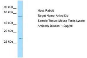 Image no. 1 for anti-Ankyrin Repeat Domain 13C (ANKRD13C) (AA 401-450) antibody (ABIN6749911)