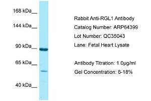 anti-Ral Guanine Nucleotide Dissociation Stimulator-Like 1 (RGL1) (C-Term) antibody