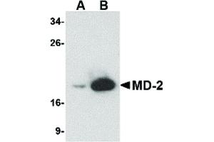 Image no. 3 for anti-Lymphocyte Antigen 96 (LY96) antibody (ABIN6655734)