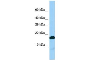 IGFL2 antibody  (C-Term)