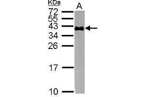 WB Image Sample (30 ug of whole cell lysate) A: K562 15% SDS PAGE antibody diluted at 1:1000
