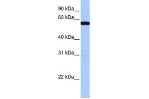Image no. 1 for anti-RNA Binding Motif Protein 14 (RBM14) (N-Term) antibody (ABIN2778973)