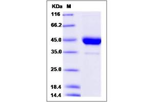 Image no. 1 for CD53 (CD53) (AA 107-181) protein (Fc Tag) (ABIN2009960)
