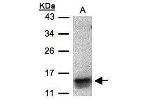 Image no. 1 for anti-Chemokine (C-C Motif) Ligand 1 (CCL1) antibody (ABIN2143757)