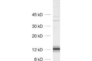 Image no. 1 for anti-Syncollin (SYCN) antibody (ABIN1742468)