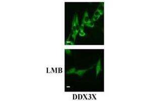 Image no. 1 for anti-DEAD (Asp-Glu-Ala-Asp) Box Polypeptide 3, X-Linked (DDX3X) (full length) antibody (ABIN2451947)