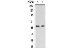 Image no. 1 for anti-CD226 (CD226) (C-Term) antibody (ABIN2957825)