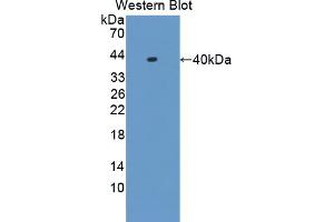 Image no. 2 for anti-Heterogeneous Nuclear Ribonucleoprotein A1 (HNRNPA1) (AA 2-320) antibody (ABIN5013693)