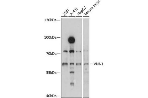 VNN1 antibody  (AA 300-415)