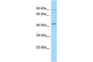 Image no. 1 for anti-Zyg-11 Related, Cell Cycle Regulator (ZER1) (C-Term) antibody (ABIN2788055)