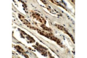 Immunohistochemistry (IHC) image for anti-Glutaminase 2 (Liver, Mitochondrial) (GLS2) (C-Term) antibody (ABIN1030414)