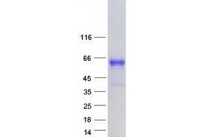 Image no. 1 for Early B-Cell Factor 2 (EBF2) protein (Myc-DYKDDDDK Tag) (ABIN2719906)