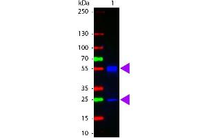 Western Blotting (WB) image for Goat anti-Mouse IgG (Heavy & Light Chain) antibody (Atto 425) - Preadsorbed (ABIN964954)