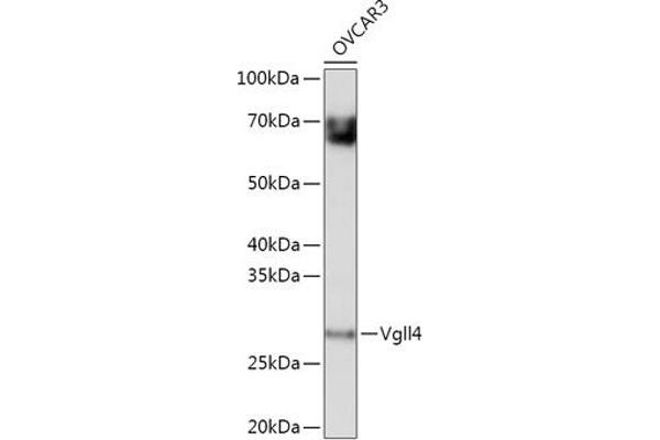 VGLL4 anticorps
