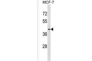 OR56B1 Antibody (N-term) (ABIN1538861 and ABIN2849834) western blot analysis in MCF-7 cell line lysates (35 μg/lane).
