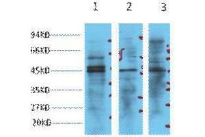 Image no. 2 for anti-Enolase 2 (Gamma, Neuronal) (ENO2) antibody (ABIN3181136)