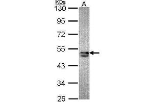 Image no. 1 for anti-Sorting Nexin 15 (SNX15) (C-Term) antibody (ABIN2854564)