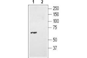 anti-Neurotensin Receptor 2 (NTSR2) (AA 377-392), (C-Term), (Intracellular) antibody