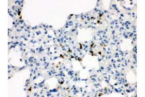Image no. 1 for anti-Wingless-Type MMTV Integration Site Family, Member 7A (WNT7A) (AA 226-256), (C-Term) antibody (ABIN3042348)