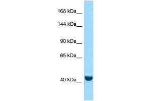Image no. 1 for anti-FERM and PDZ Domain Containing 2 (FRMPD2) (N-Term) antibody (ABIN2790764)