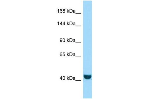 FRMPD2 antibody  (N-Term)